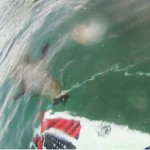 Killer Seal!! | Or Scared GoPro Surfer Fail
