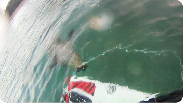 Killer Seal!! | Or Scared GoPro Surfer Fail