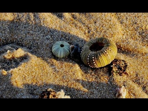 Amazing Shell Beaches Around the World
