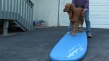 Dog surfing: Teach your dog to surf – Intermediate board work