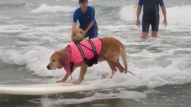Surf Dog Lessons – Dogs Surfing on July 27