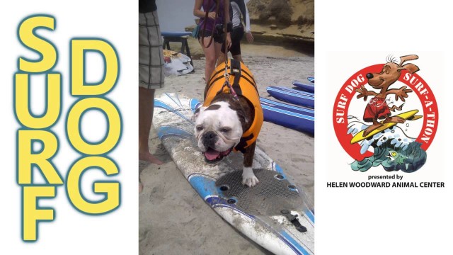 Surf Dog Lessons – Dogs Surfing on July 20