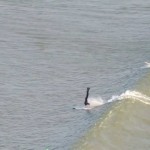 Handstand on a Longboard – Surfing at Saunton 5th May 2013