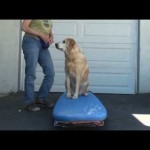Dog surfing: Teach your dog to surf – Building confidence