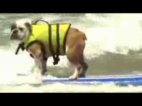 Dog surfing competition in Australia
