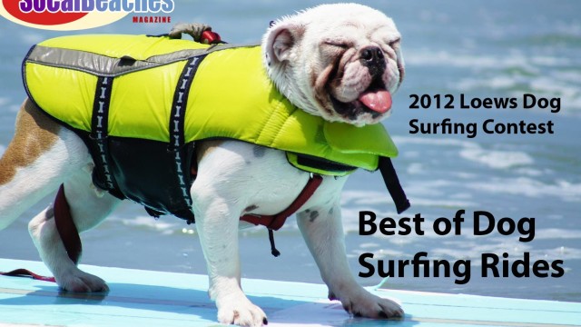 2012 Loews Dog Surfing Contest Best of Dog Surf Rides