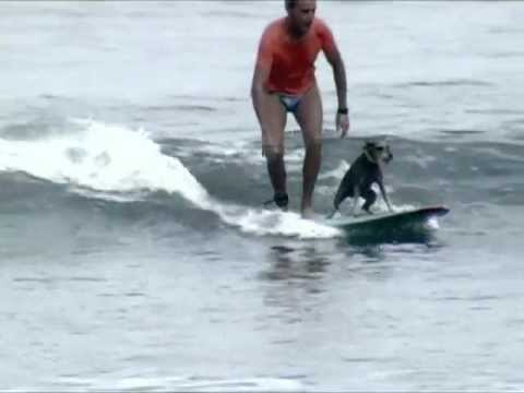 Misha: The Longboard Surfing Dog