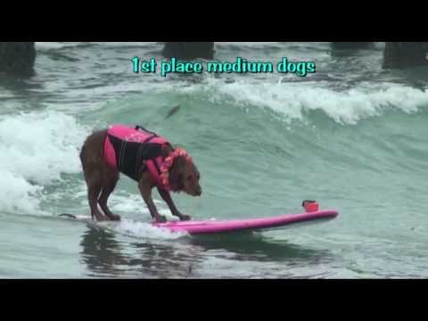Surf Dog Ricochet wins 1st place at Unleashed by Petco Surf Dog Competition