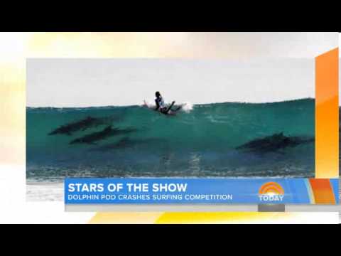 Dolphins crash California surfing competition
