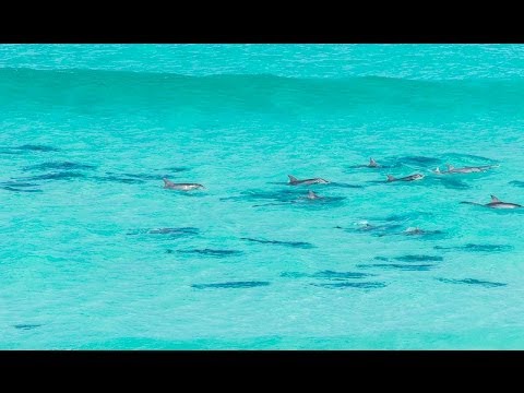 Dolphins playing in the surf, Almonta Beach, Eyre Peninsula, SA
