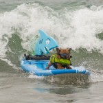 Petco 2014 Surf Dog Competition (long version)