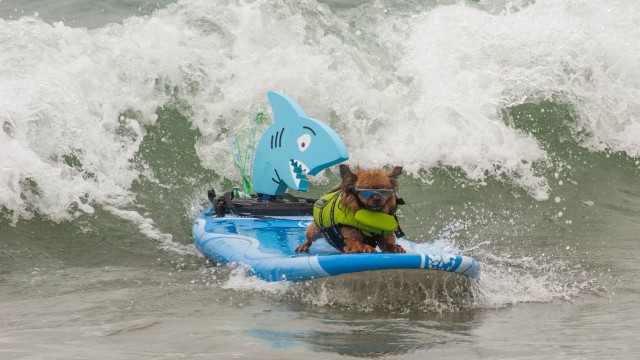Petco 2014 Surf Dog Competition (long version)